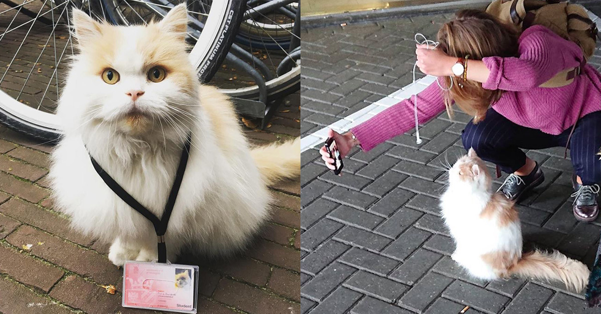 Dr. Doerak, il gatto che è diventato un professore all’università