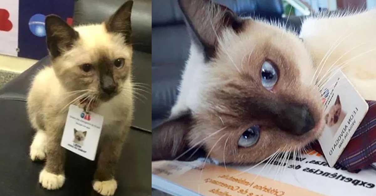 Leon, il gatto che da randagio è diventato un “attivista per gli animali”