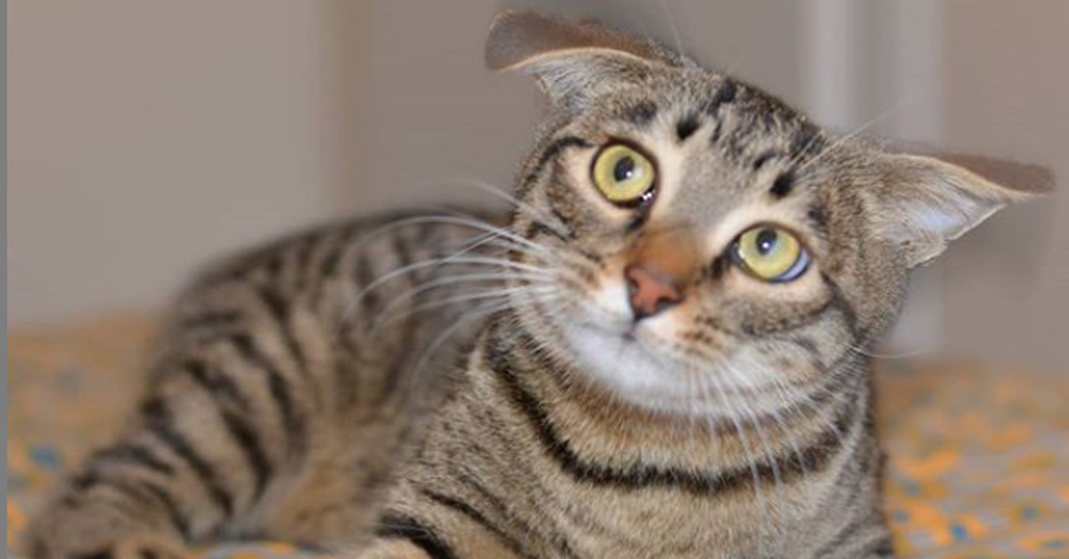Pulciosetto, il gatto senza coda che è la nuova star del web