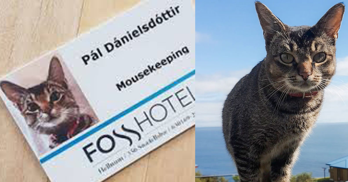 Pál Dánielsdóttir, il gatto che lavora in un hotel