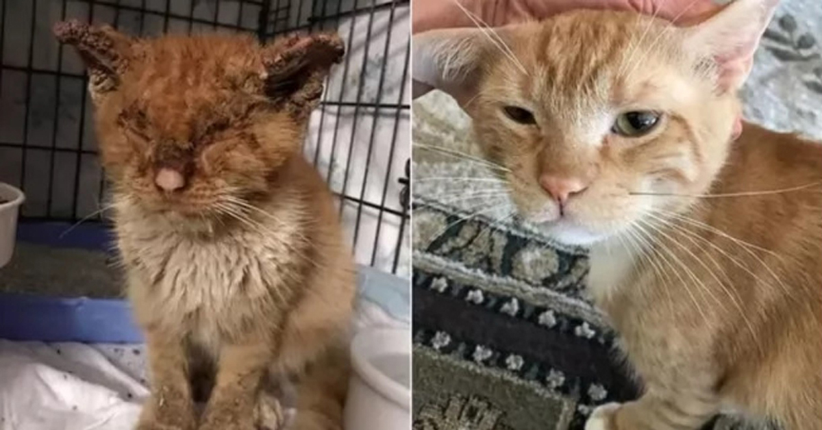 Simba, il gattino cieco che oggi ha una nuova vita felice