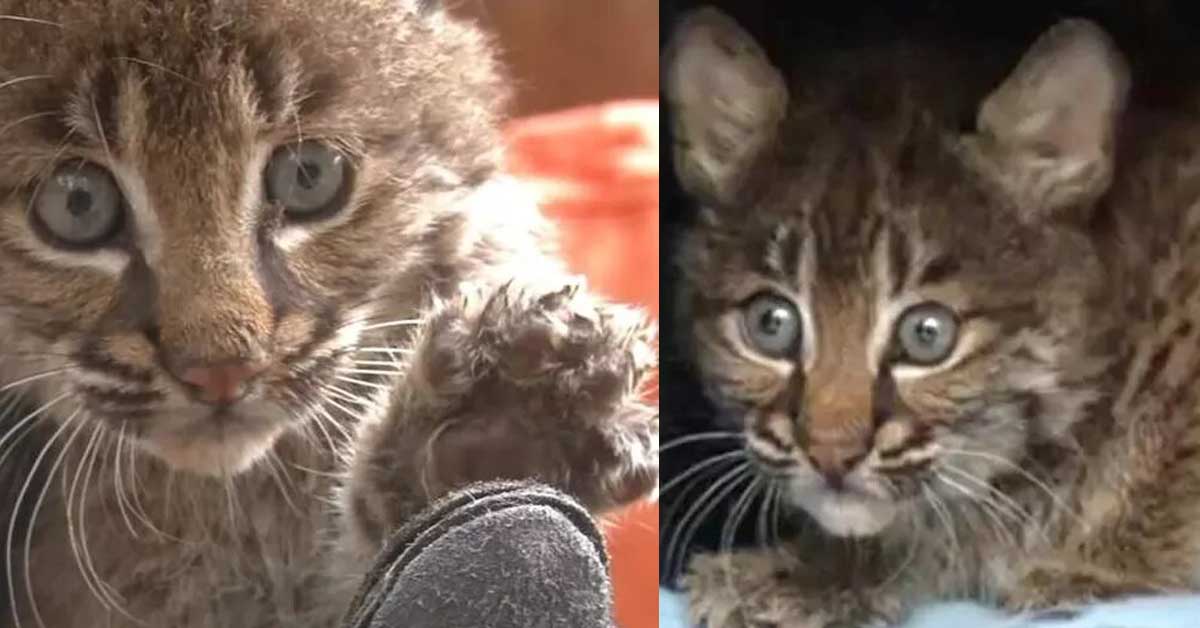 Gatto salvato dalla strada che in realtà è una lince