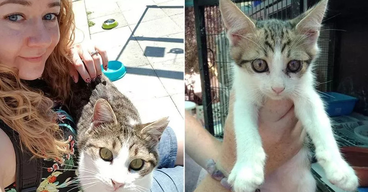 Gizmo, il gatto che dopo tanta sofferenza è finalmente felice