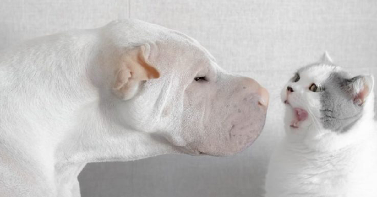 Butler, il gattino abbandonato che ora è felice grazie ad uno Shar Pei