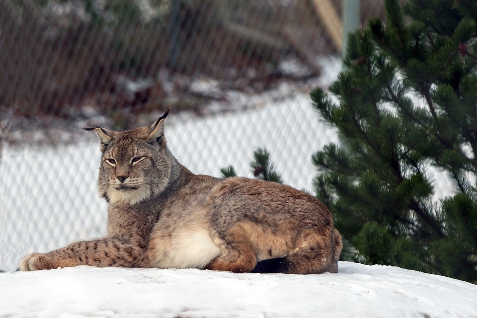 Lince che osserva