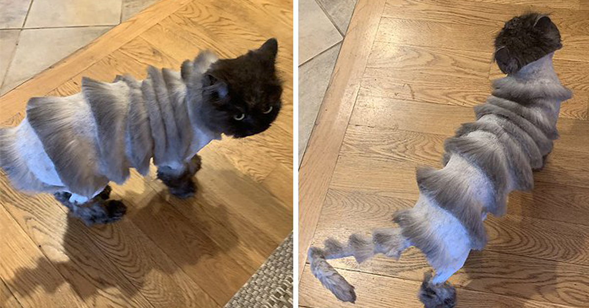 Oliver, il gatto con il pelo a fisarmonica che è la nuova star del web