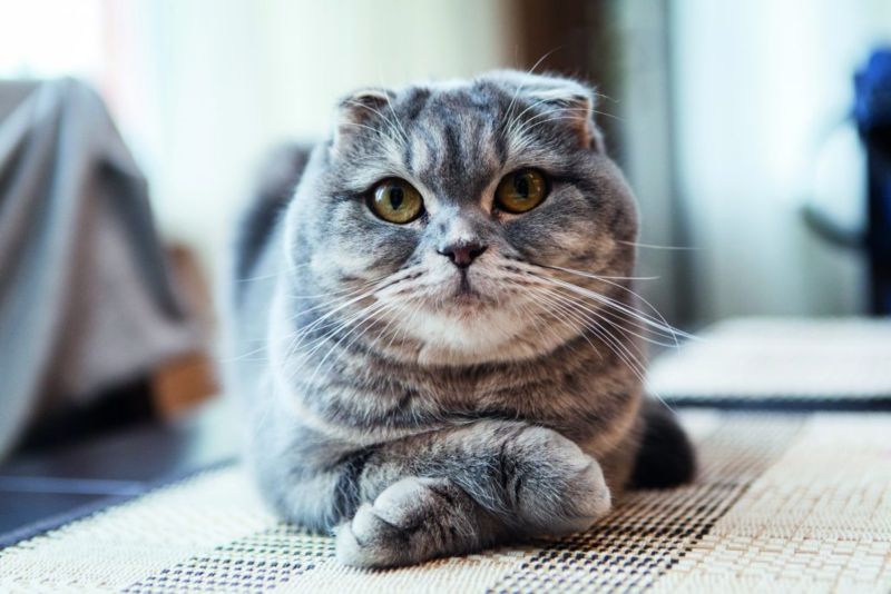 Scottish Fold: consigli e cure