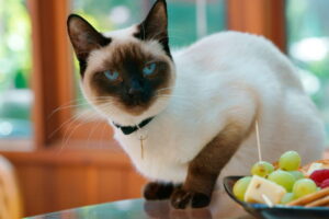 Gatto Siamese: alimentazione ideale