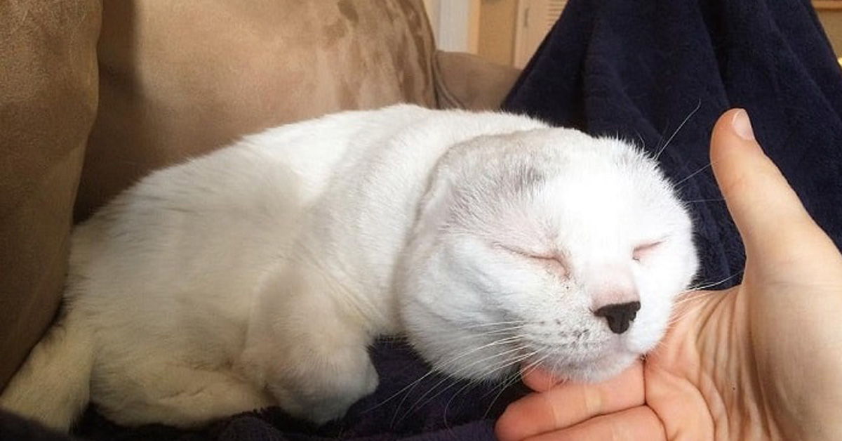 Otitis, il gatto senza orecchie che ha salvato la sua proprietaria