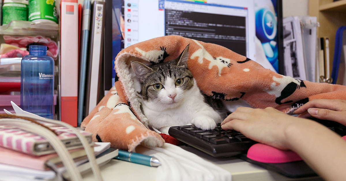 Gatti in ufficio: l’azienda che adotta felini per diminuire lo stress sul lavoro