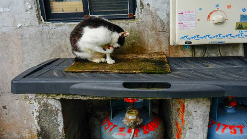 Villaggio dei gatti a Taiwan