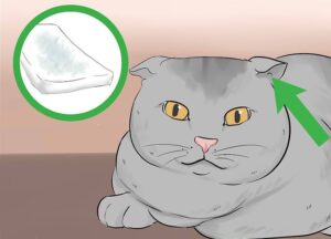 Scottish Fold: consigli e cure