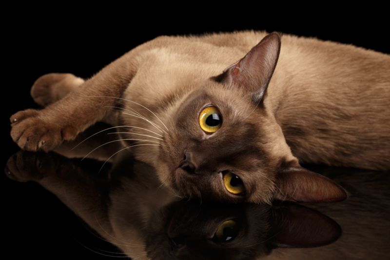 Gatto burmese americano ed europeo, caratteristiche e differenze