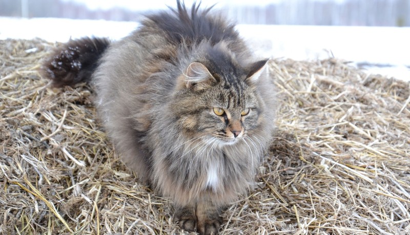 Gatto siberiano
