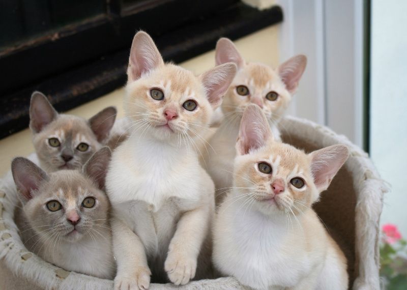 Gatto burmese americano ed europeo, caratteristiche e differenze