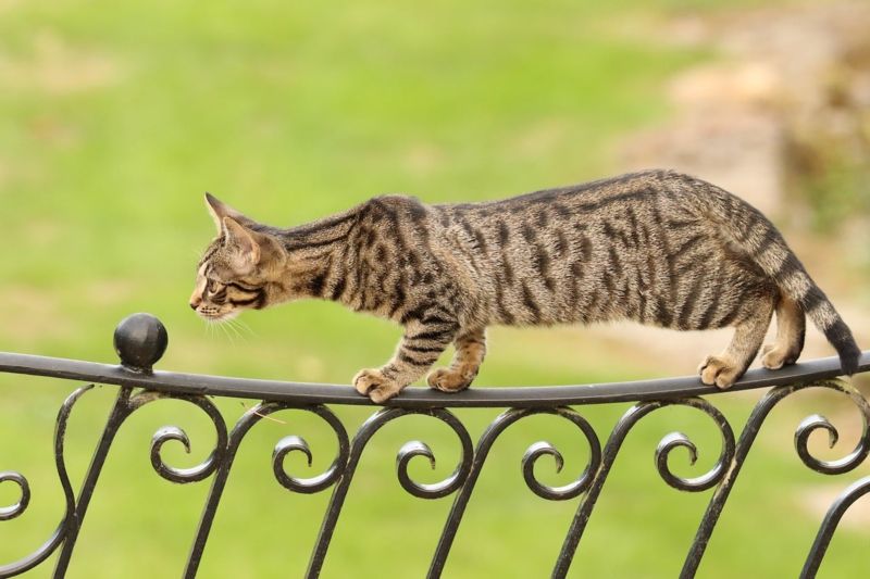 Gatto del Bengala al guinzaglio: come addestrarlo