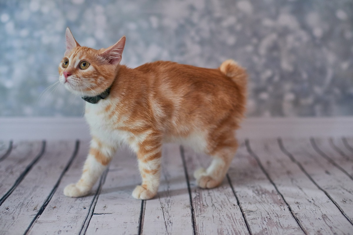 gattino bobtail con collare