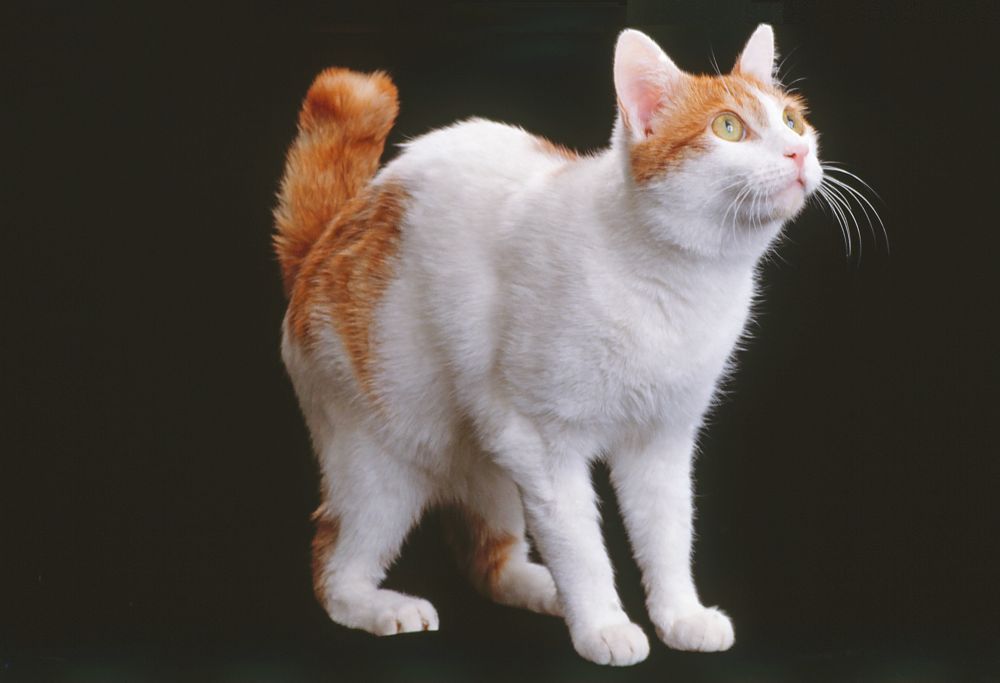 bobtail-giapponese-bianco-e-arancione