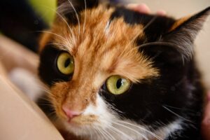 Bobtail Giapponese, carattere e personalità: cosa sapere sul gatto “senza coda”