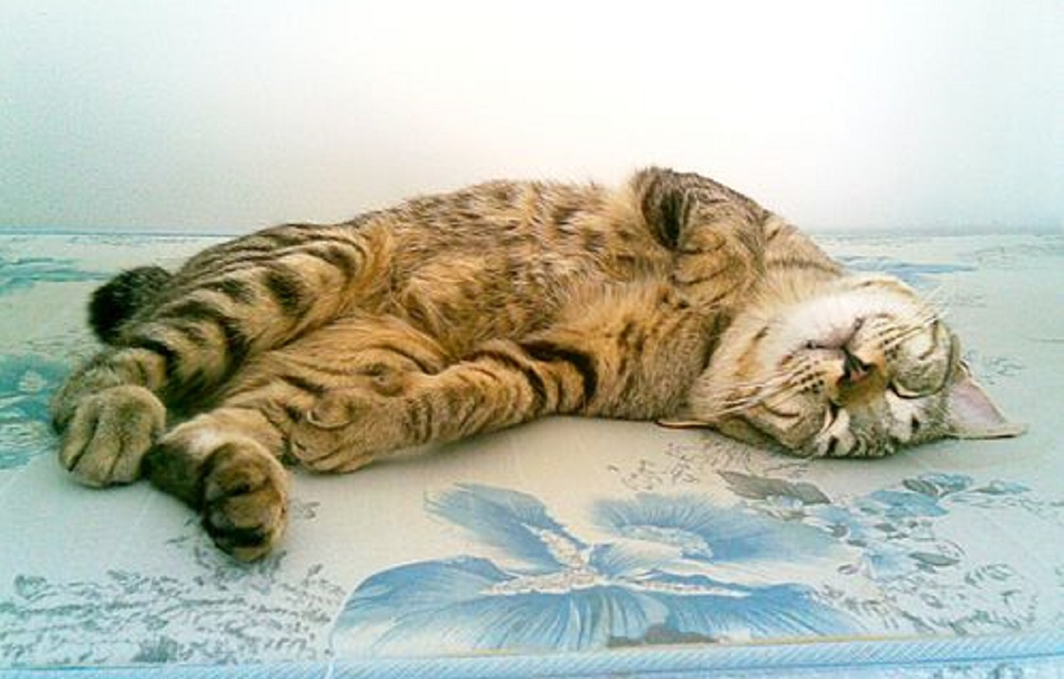 bobtail giapponese dorme su materasso