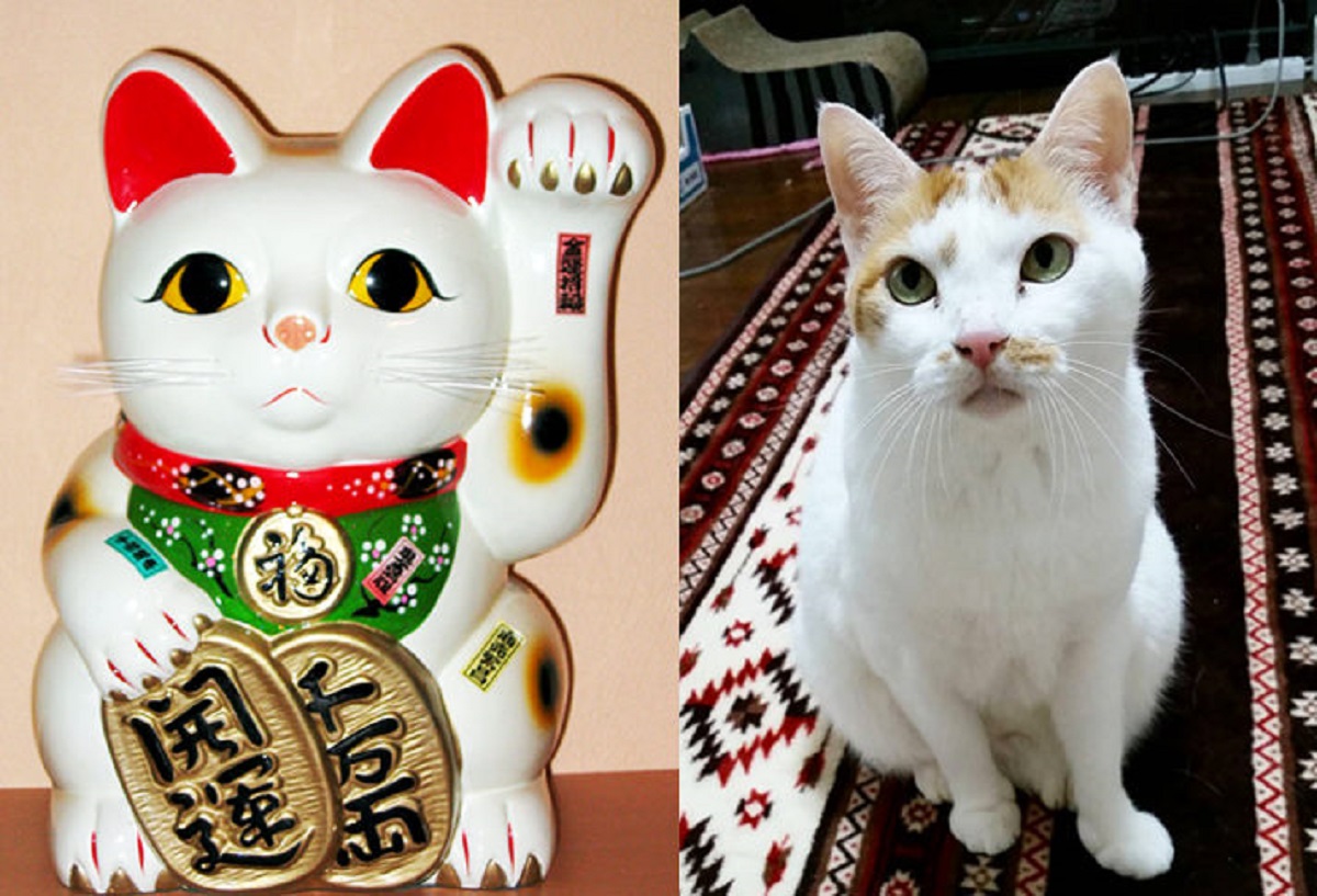 maneki neko bobtail giapponese