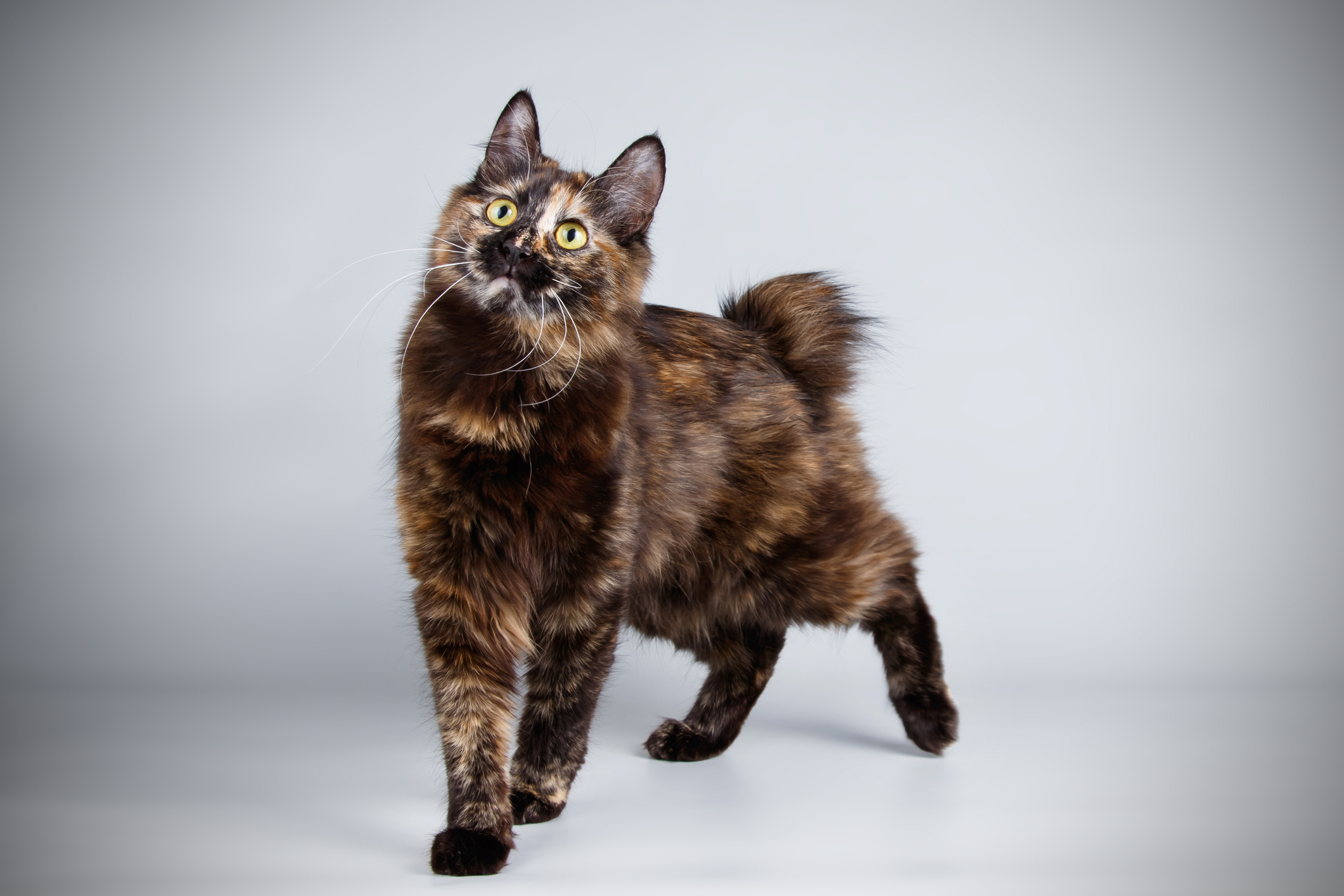 un bobtail giapponese bellissimo