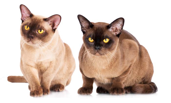 Gatto burmese americano ed europeo, caratteristiche e differenze