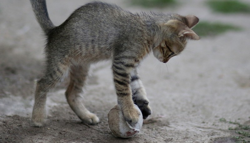 Gatto che gioca