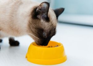 Gatto Siamese: alimentazione ideale