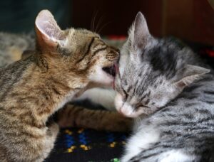 Comportamento del gatto in calore