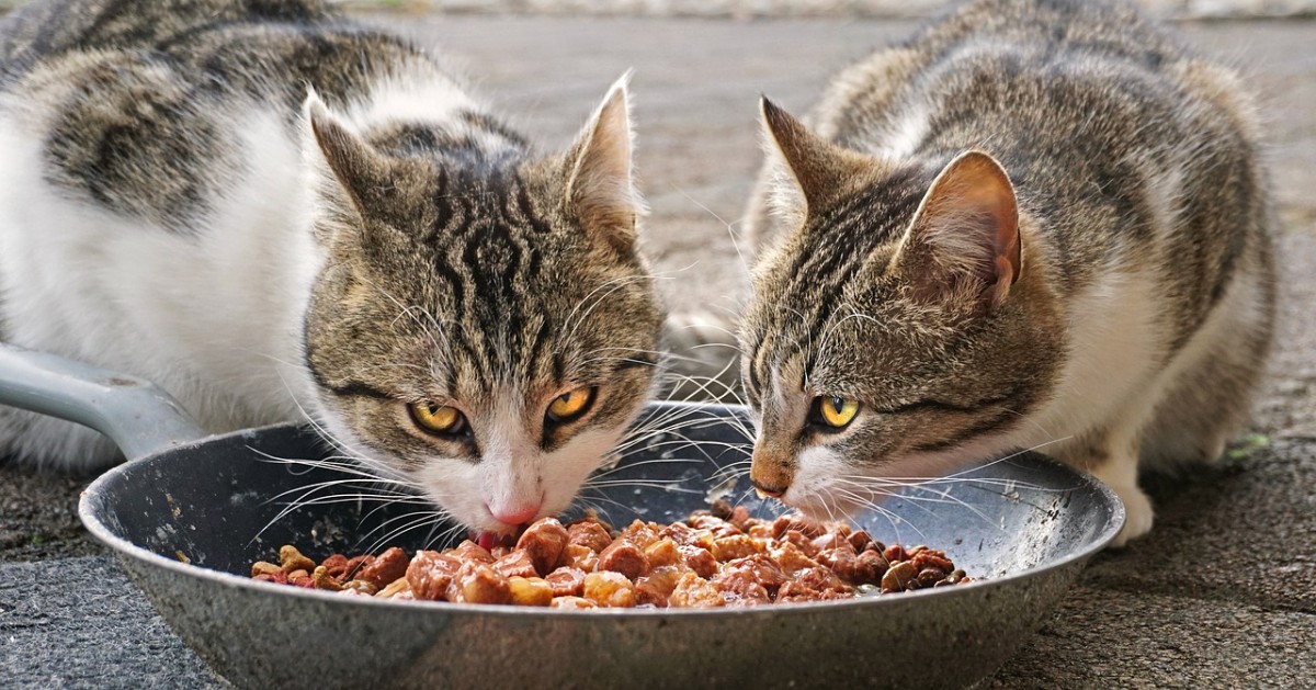 Il gatto può mangiare le cozze?