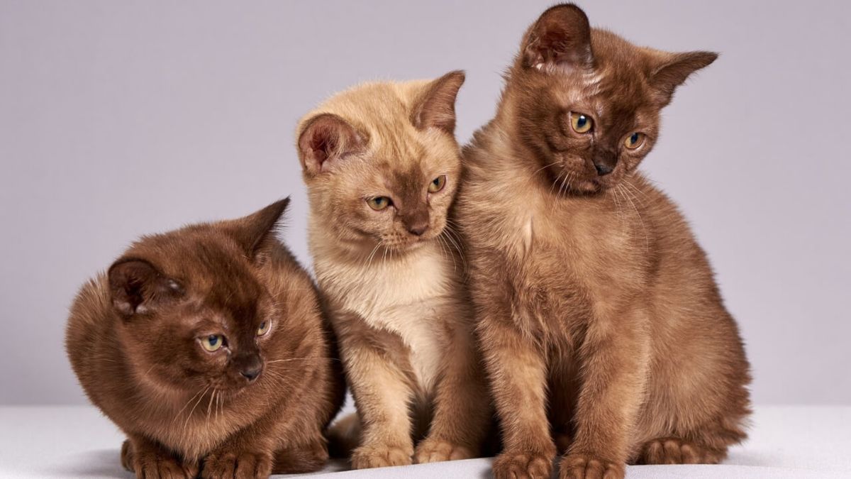 Gatto Burmese cure e consigli