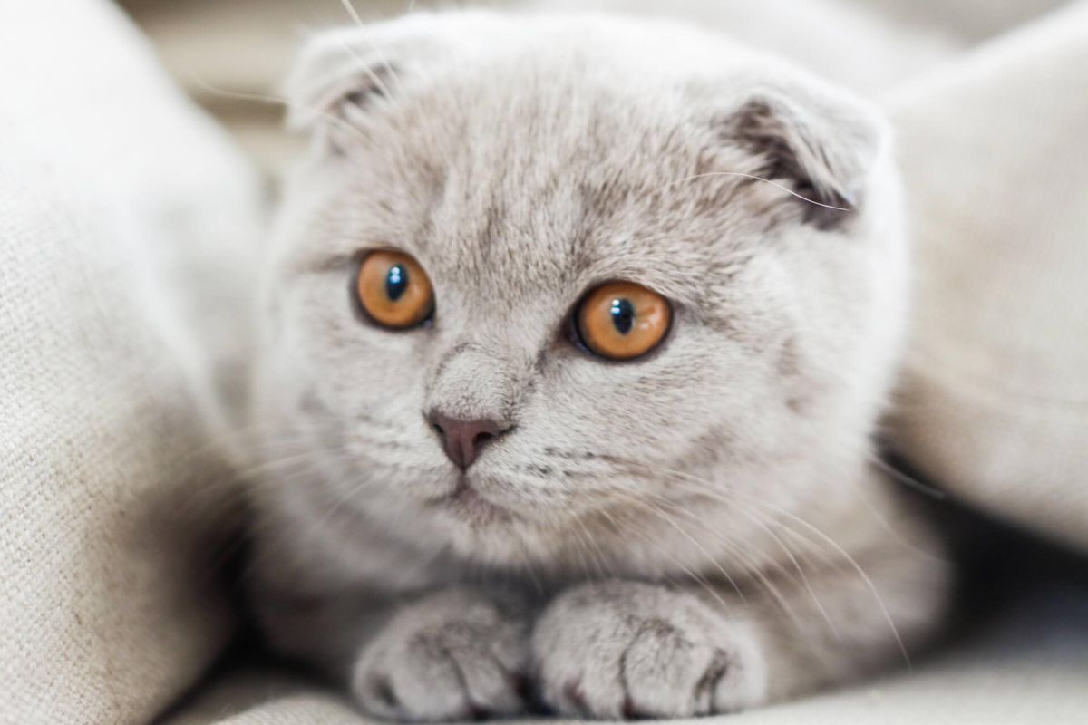 Scottish Fold: tabella di peso