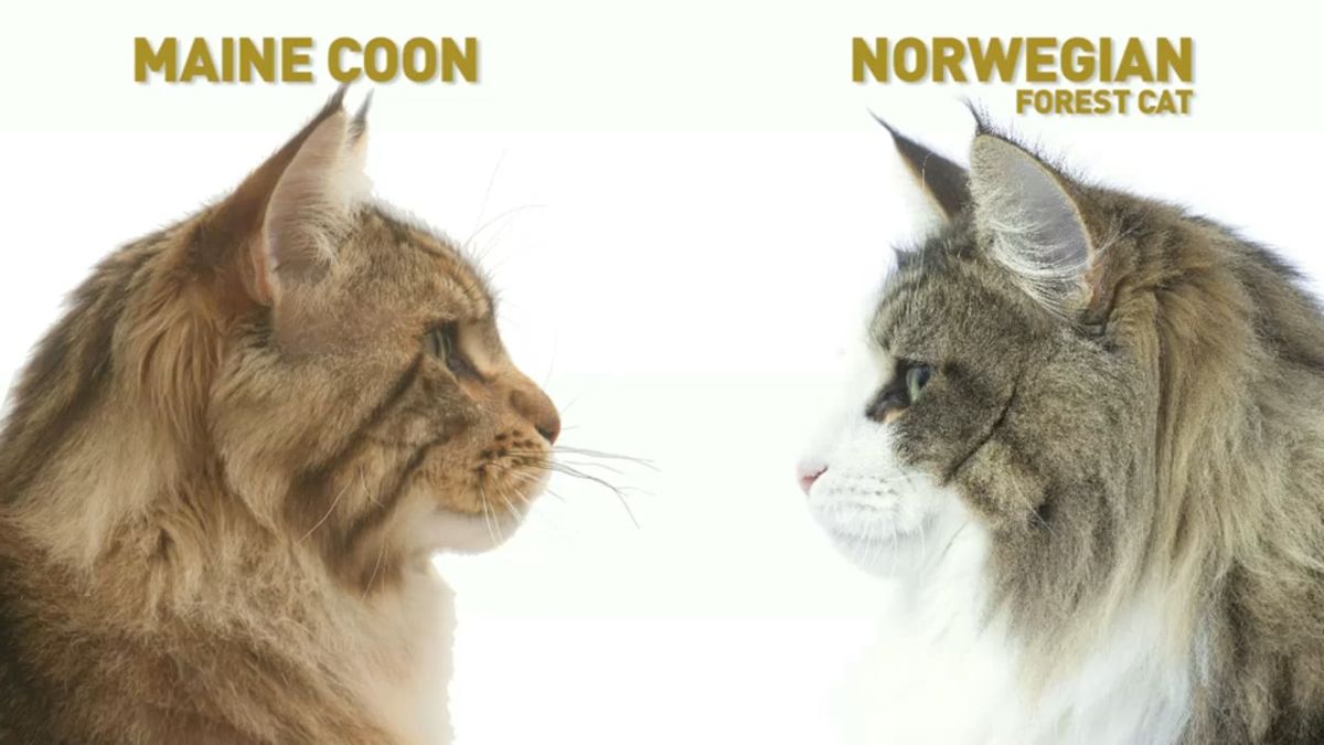 Gatto Norvegese vs Maine Coon: differenze