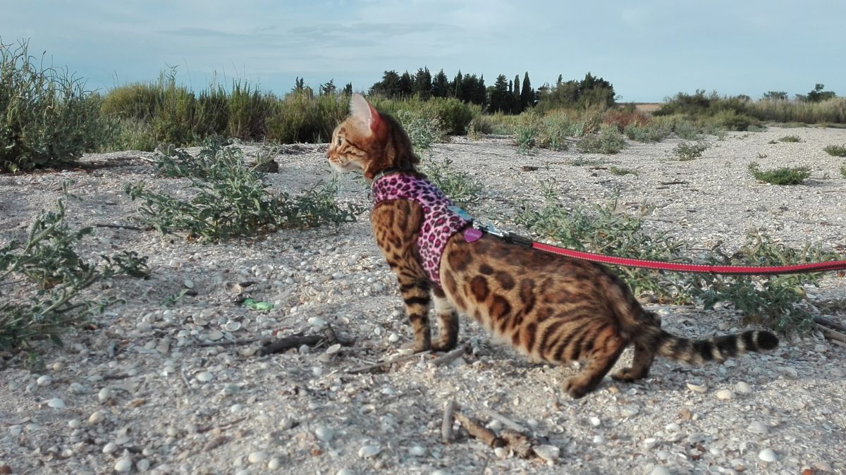 Gatto del Bengala al guinzaglio: come addestrarlo