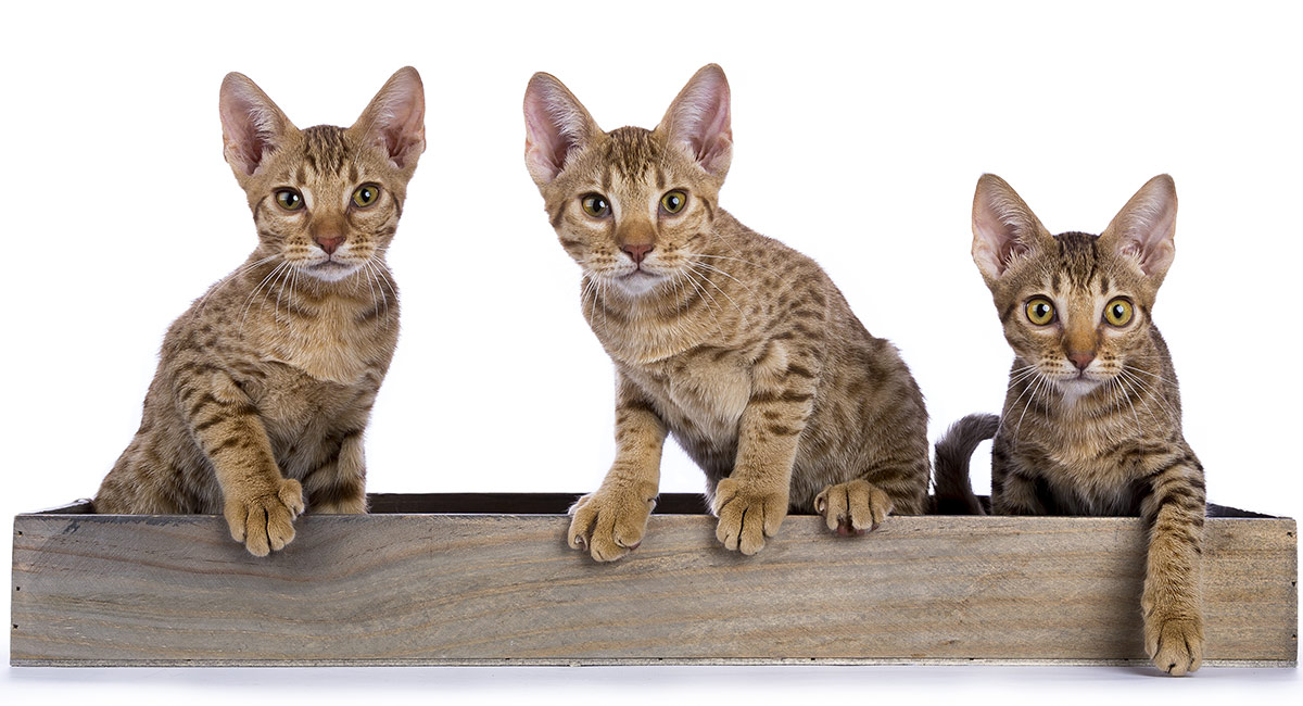 Ocicat, il gatto contro le allergie