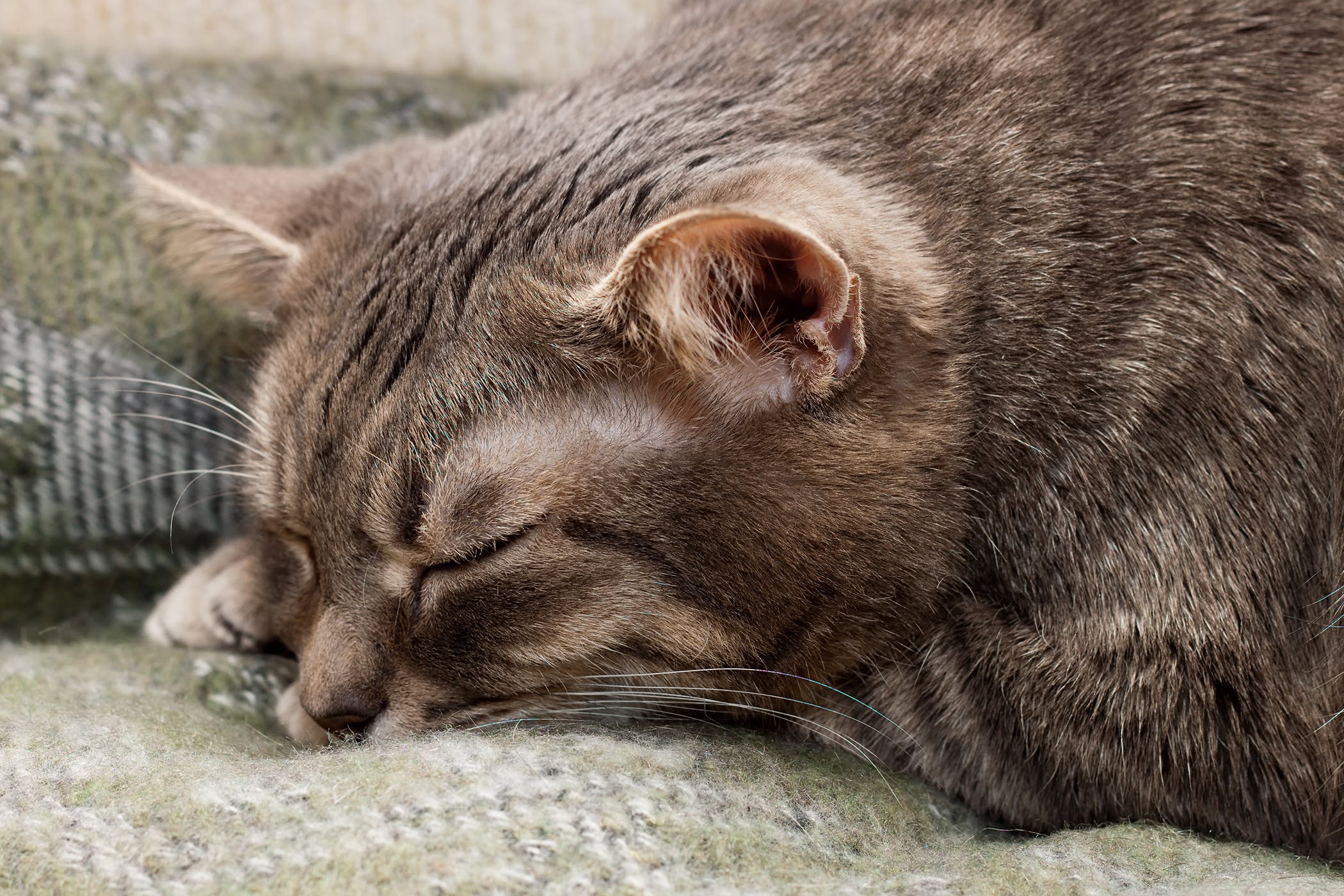 Gatto anziano agitato