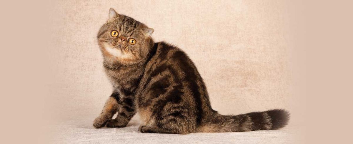 Exotic Shorthair: prendersi cura del gatto