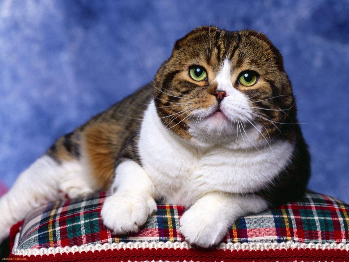 Scottish Fold: cura delle unghie