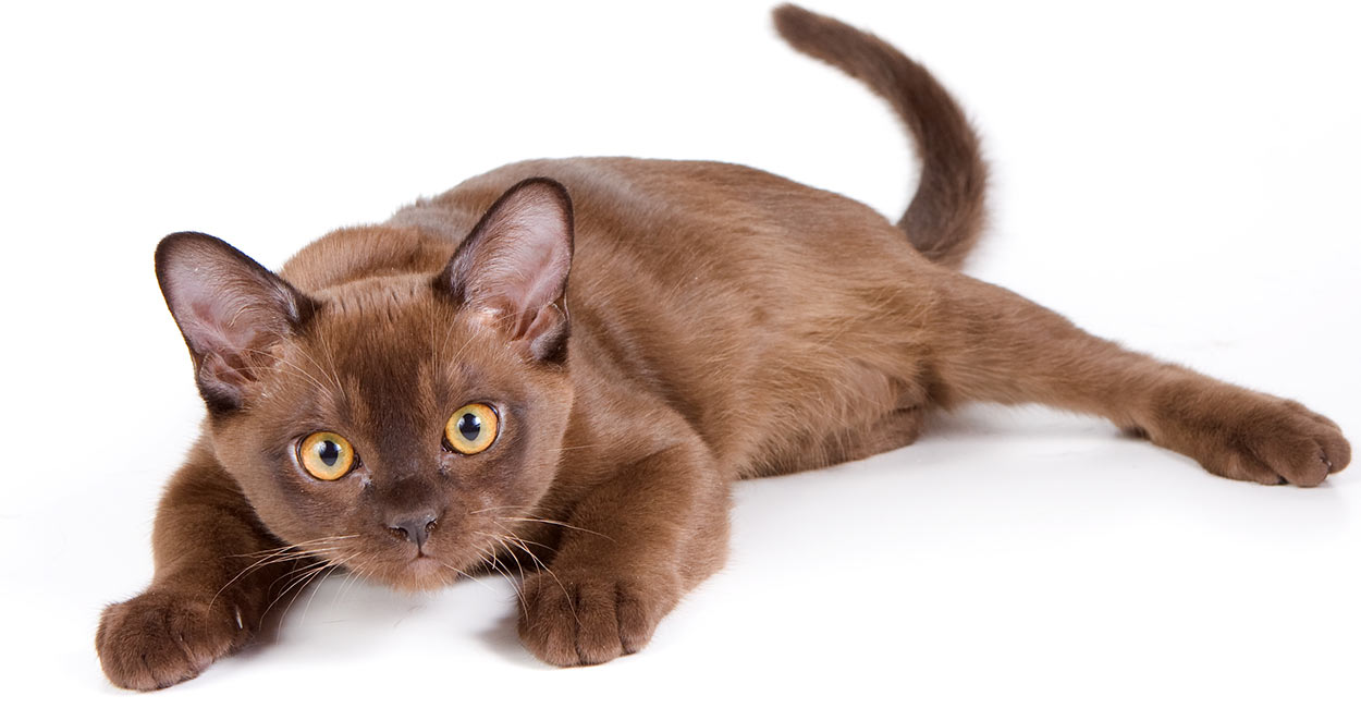 Gatto burmese americano ed europeo, caratteristiche e differenze