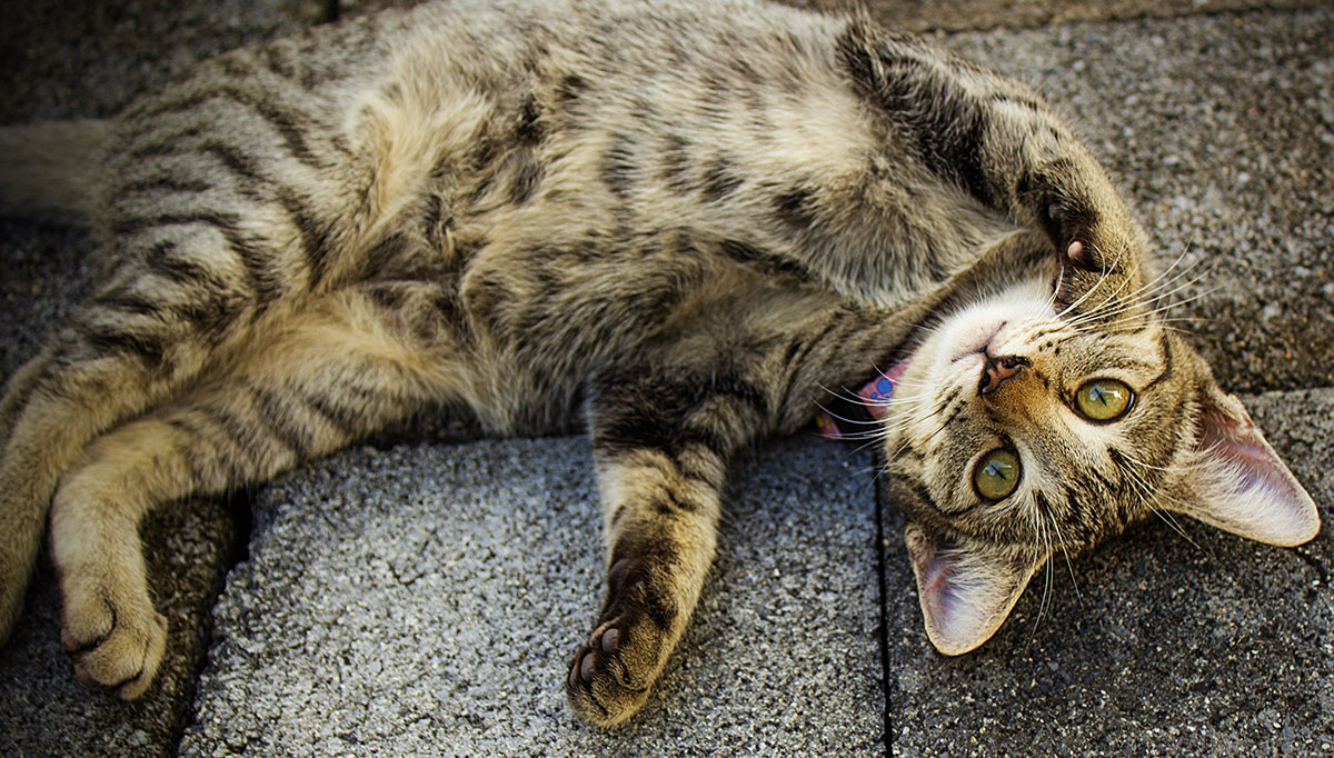 Comportamento del gatto in calore