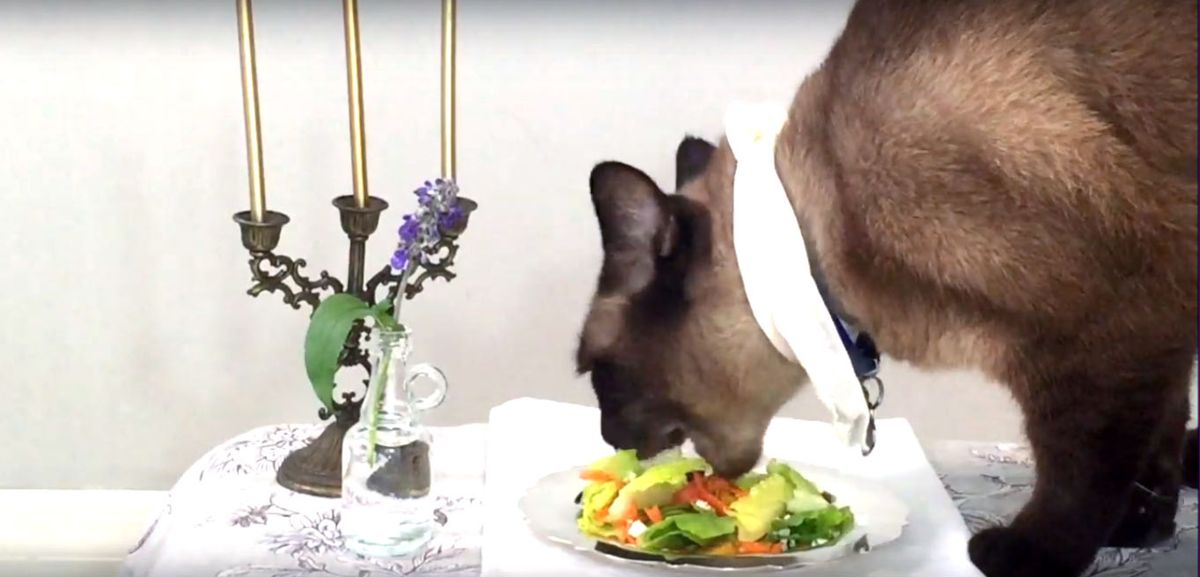 Gatto Siamese: alimentazione ideale