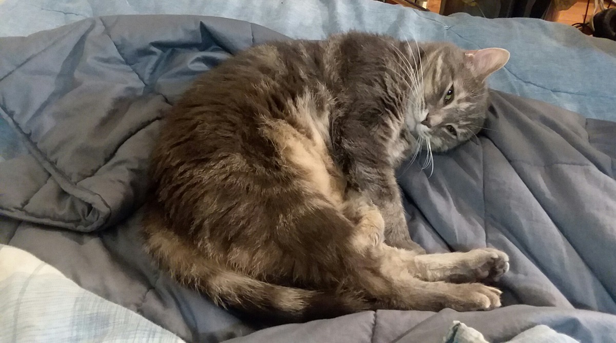 gatto malato sul letto