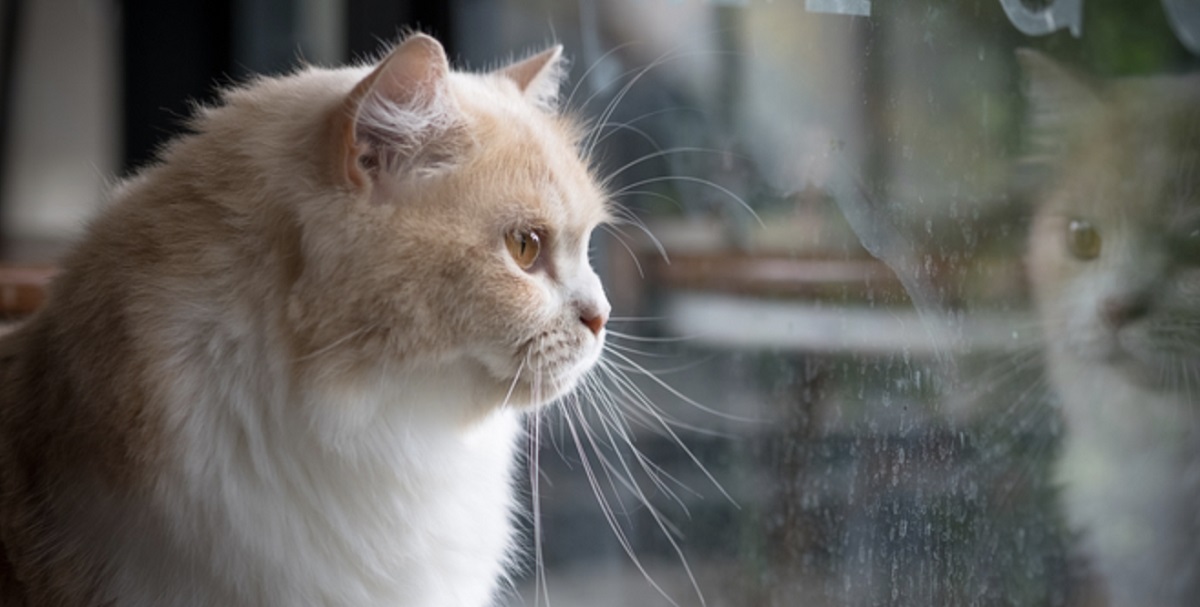 Depressione nel gatto: come riconoscerla e cosa fare