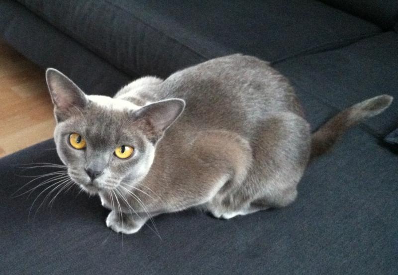 Gatto burmese americano ed europeo, caratteristiche e differenze