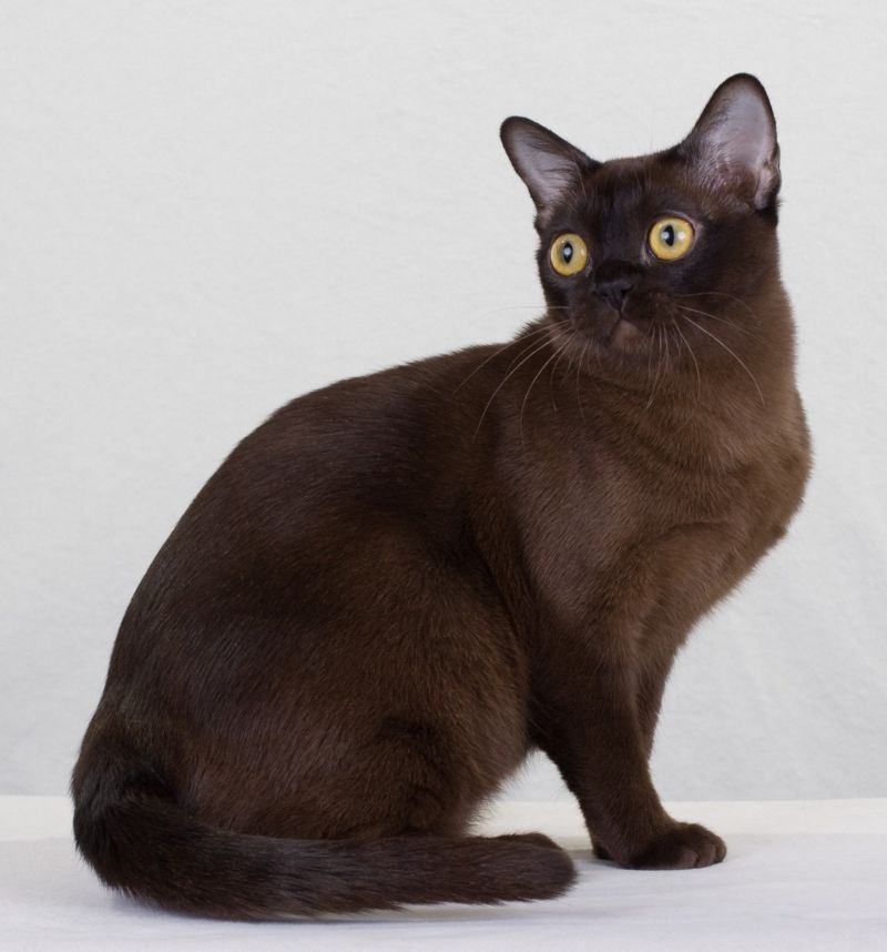 Gatto burmese americano ed europeo, caratteristiche e differenze