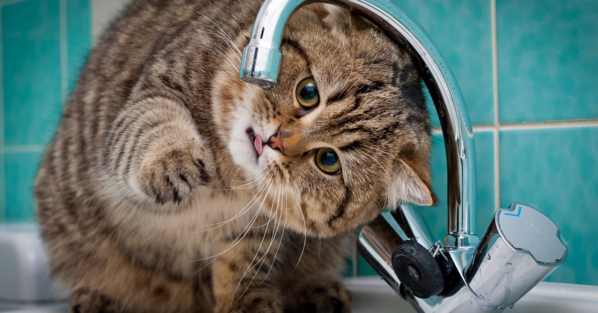 gatto e rubinetto
