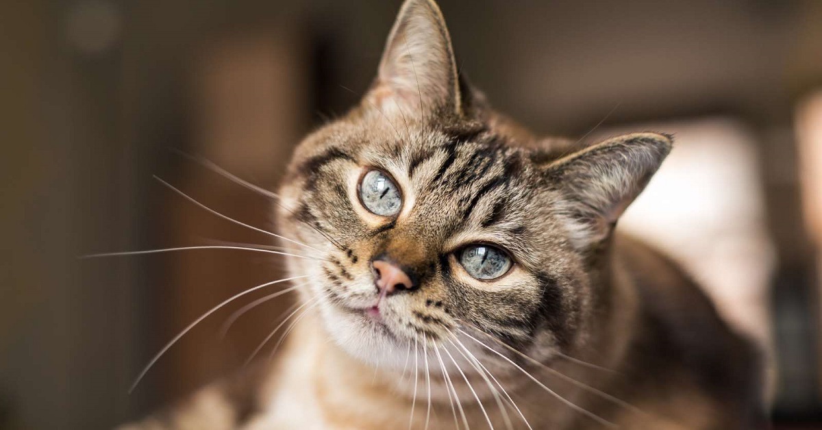 I falsi miti sui gatti: tutte le leggende da sfatare sul mondo dei felini