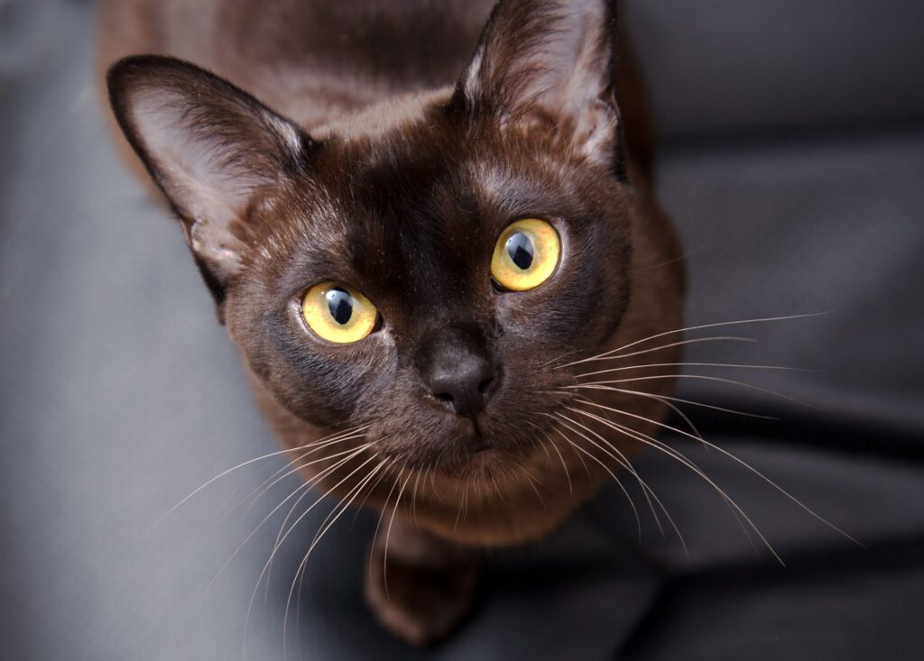gatto con gli occhi gialli