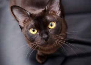 Gatto Burmese, caratteristiche fisiche: cosa sapere su questo bellissimo Micio